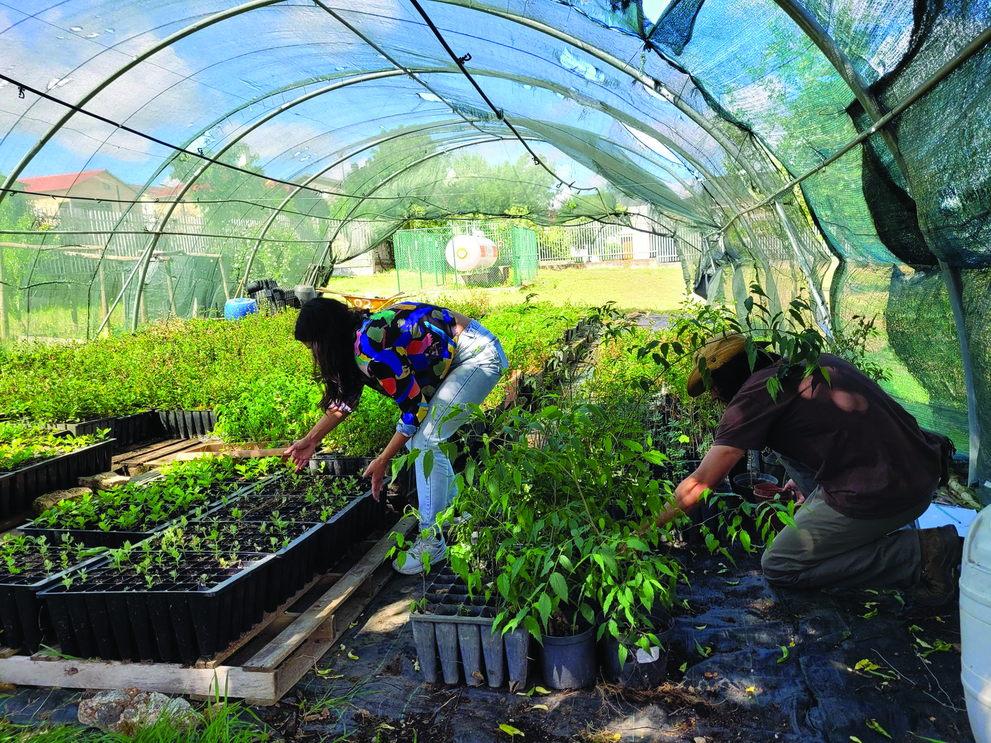 personas cuidan plantas 