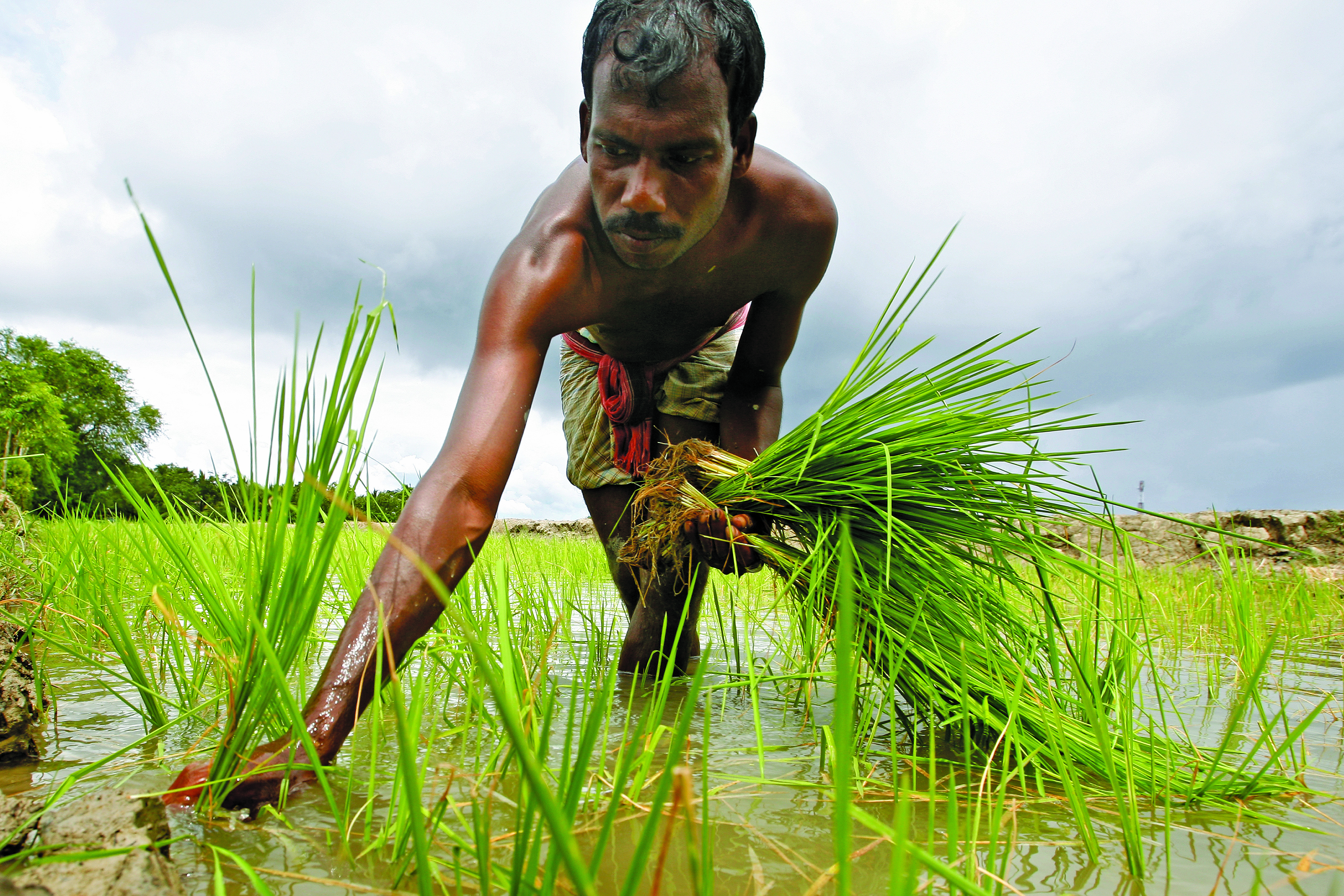 hombre planta en un arrozal sustentable