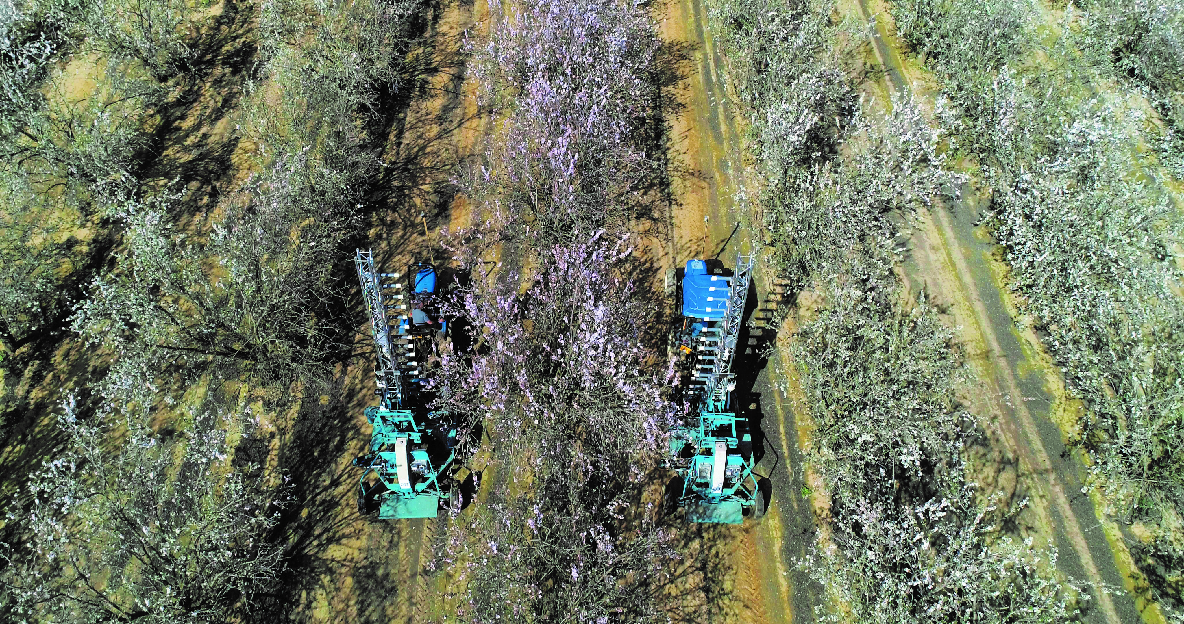 Después de recoger el polen, dos polinizadores mecánicos de Edete dispersan el polen seco en los almendros.