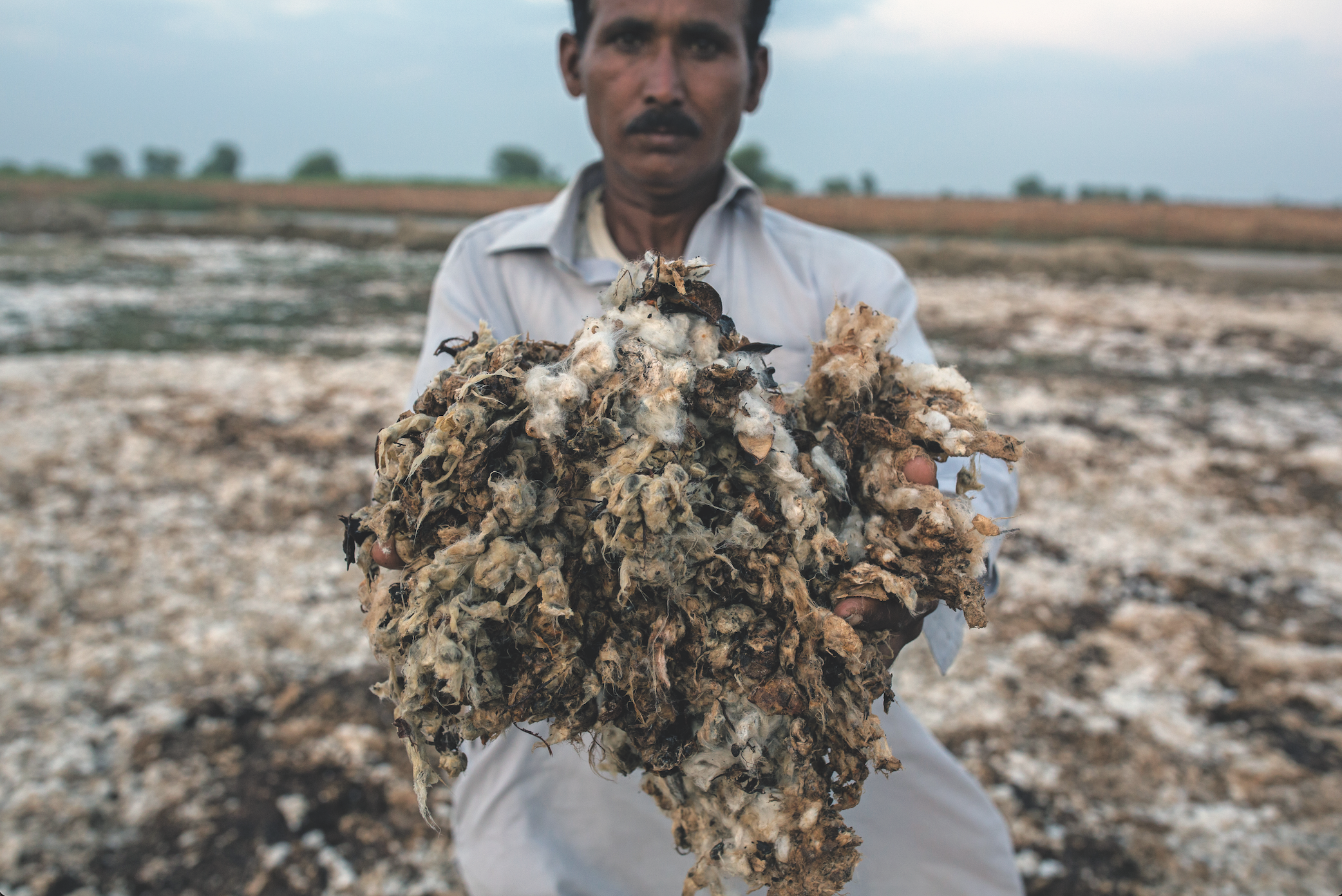 hombre mostrando un plantío seco de algodón por el calentamiento global en pakistán