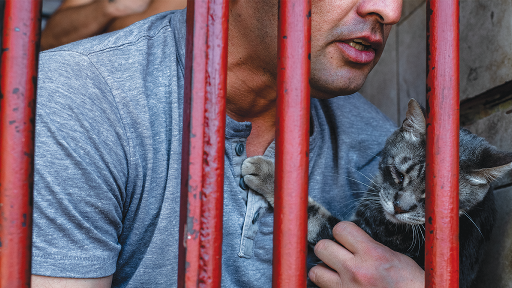 Gatos compañeros de prisión 